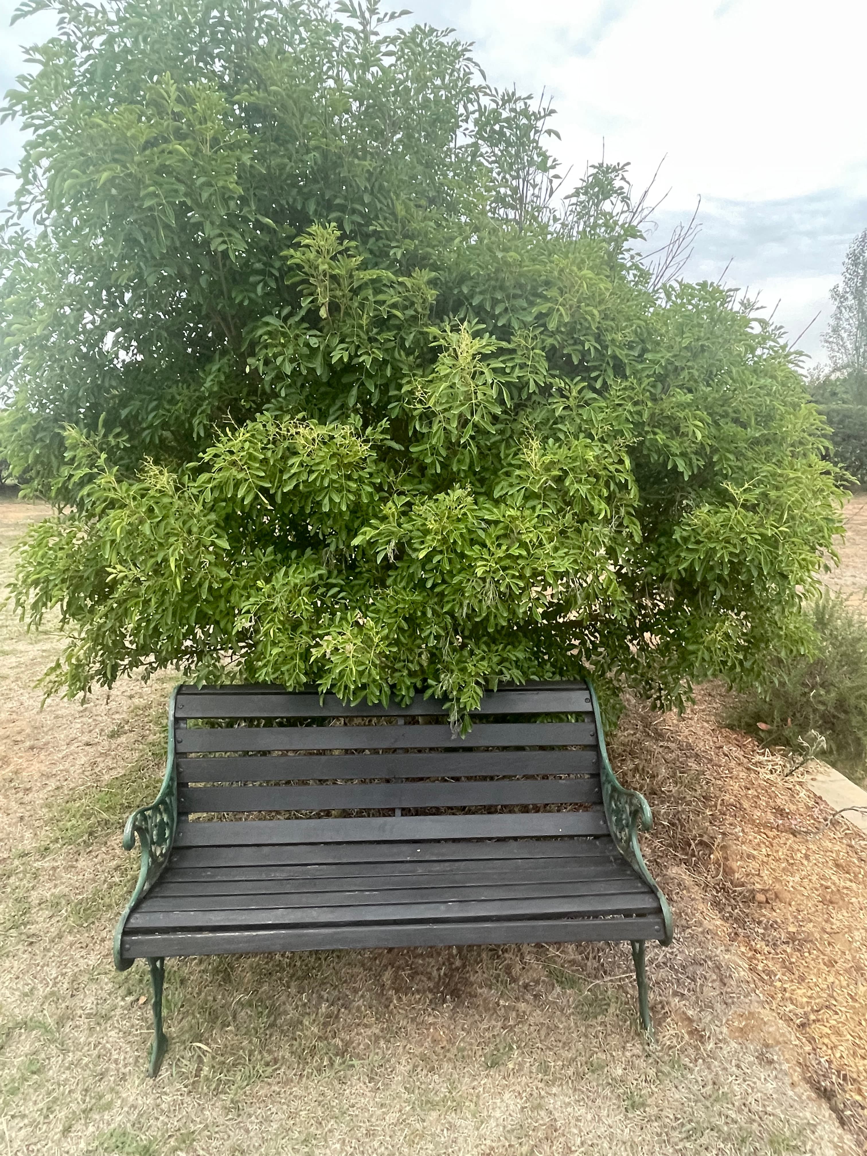 Mudgee Gardens Stayz - Image 18